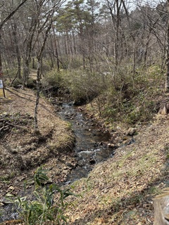 3月の庭②.jpg