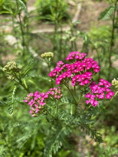 庭の花.jpg