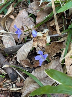 庭の花.jpg