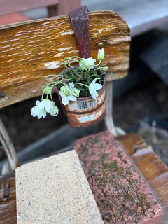 庭の花⑤.jpg