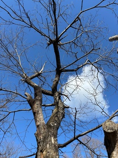早春の空.jpg