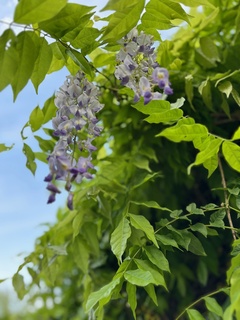 自然な藤の花②.jpg